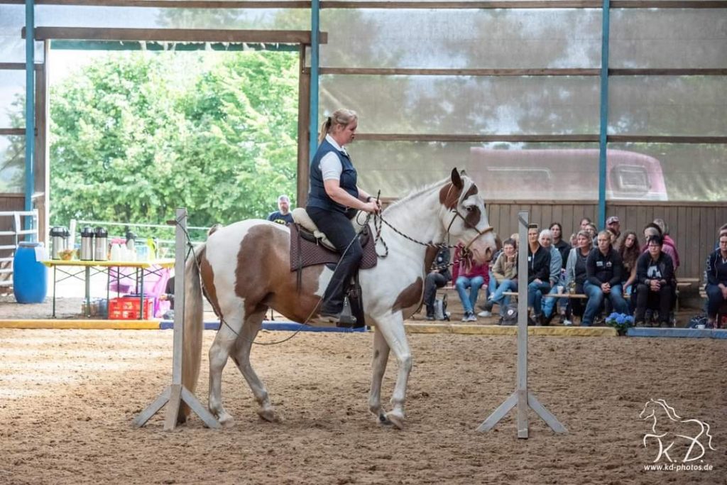 Spotted Saddlehorse Working Equitation
